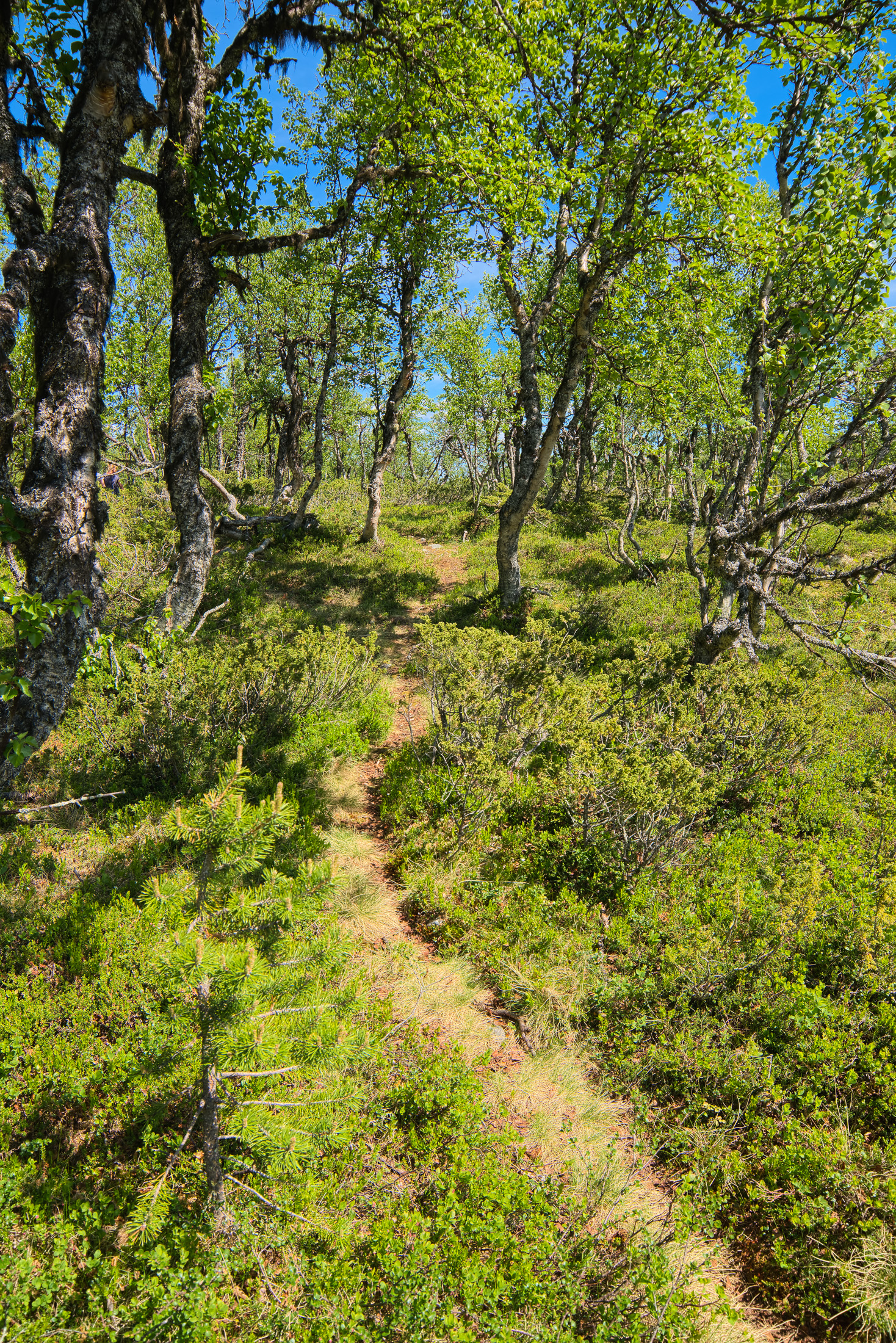 Path between mountain birches 7607