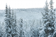 Winter forest Tronrudmarka-5917