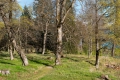 Early spring trees at Bogstad Oslo 5664